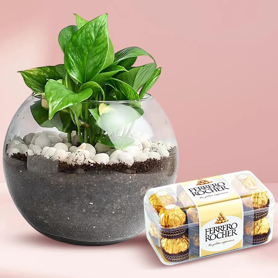 Eye Catching Indoor Money Plant in a Glass Vase with Ferrero Rocher