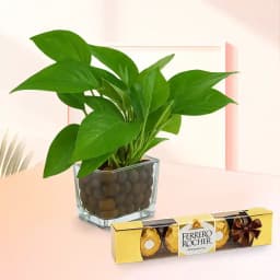 Lush Green Money Plant with Gourmet Chocolate 1