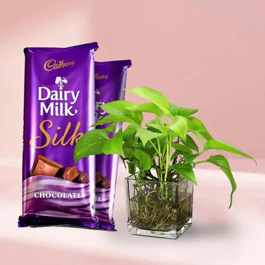 Lucky Plant with Sweet Chocolate Delight
