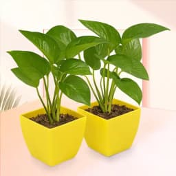 Charming Green Duo in Decorative Containers 1