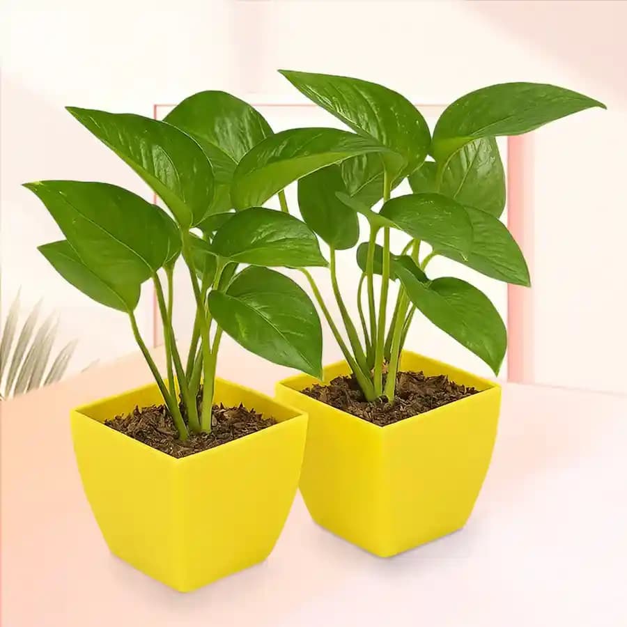 Charming Green Duo in Decorative Containers