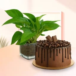 Decadent Chocolate Celebration with Greenery 1