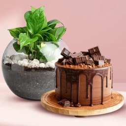 Wonderful Money Plant in Glass Pot with Chocolate Cake 1
