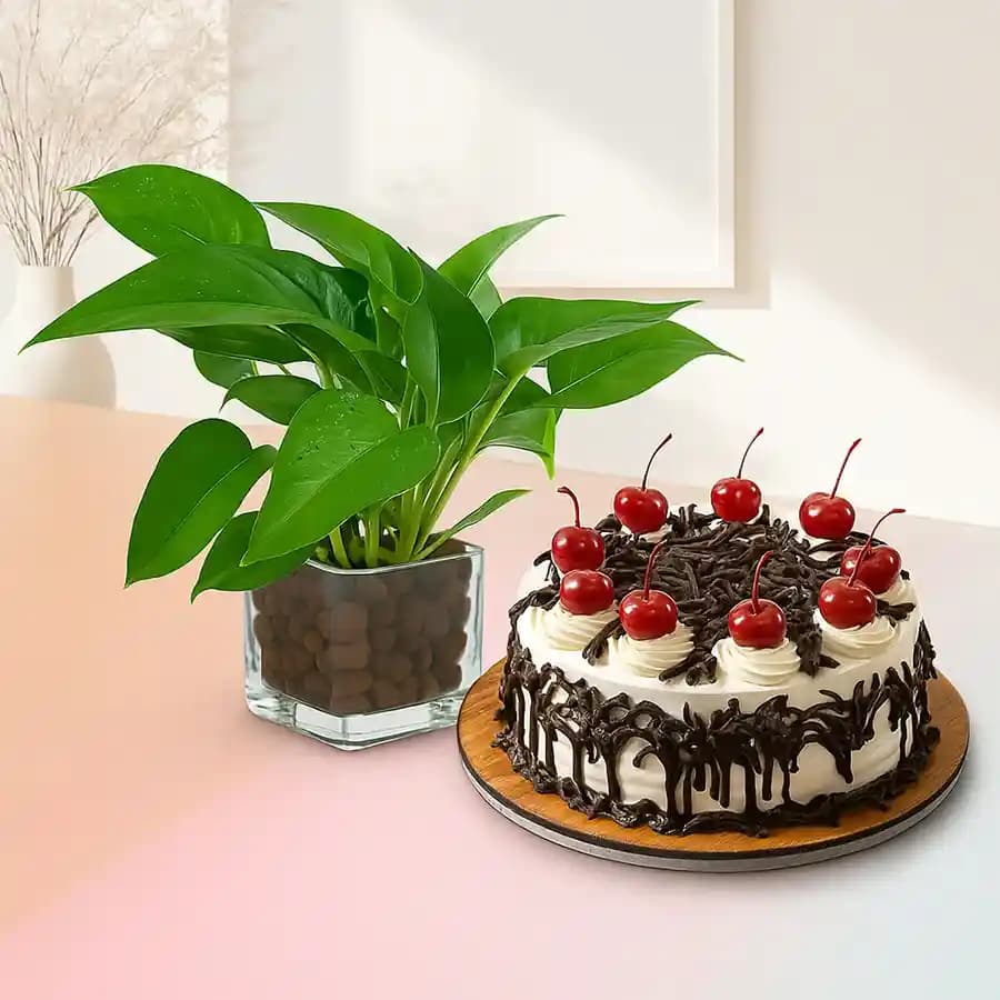 Chocolate Indulgence & Green Serenity Gift Set