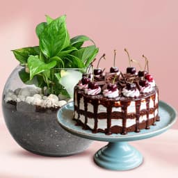 Marvelous Money Plant in Glass Pot with Black Forest Cake 1