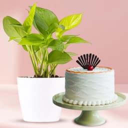Amazing Money Plant in Plastic Pot with Vanilla Cake 1