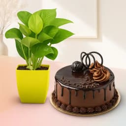 Divine Delight: Plant & Cake Duo 1