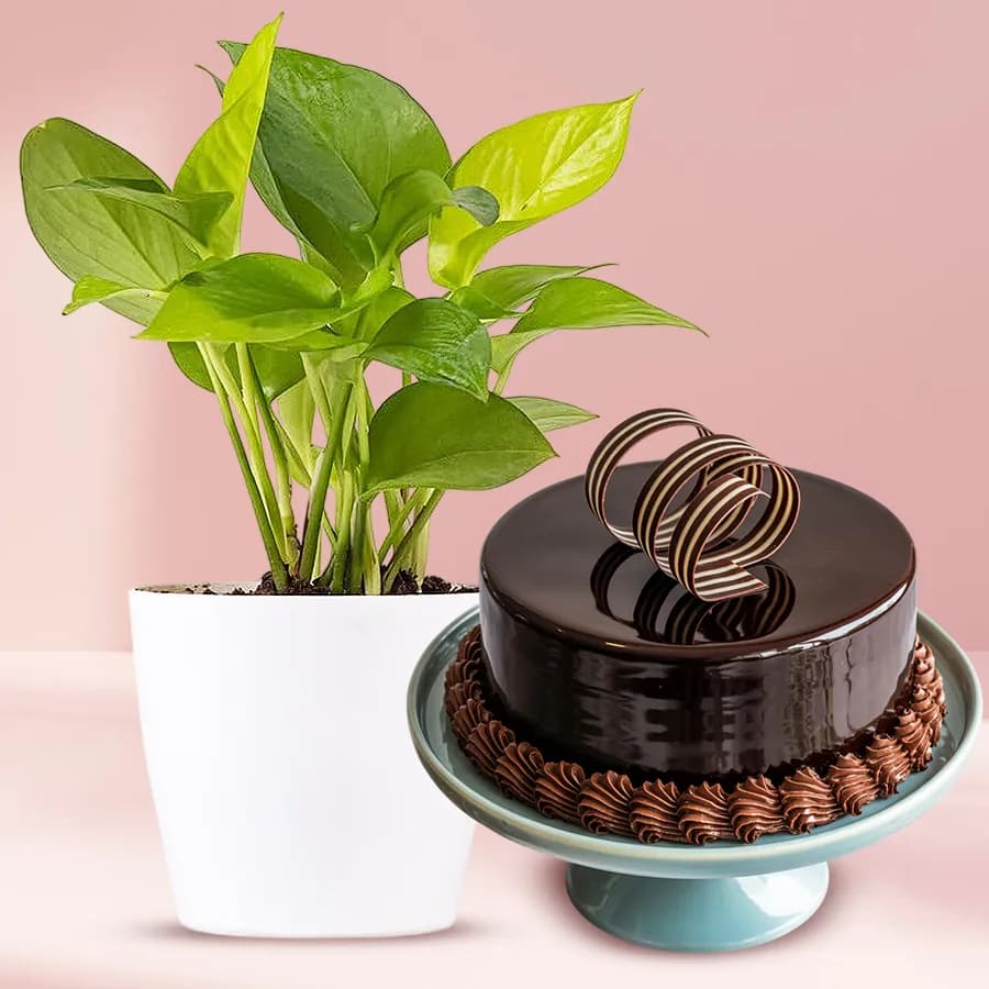 Marvelous Money Plant in Plastic Pot with Chocolate Truffle Cake