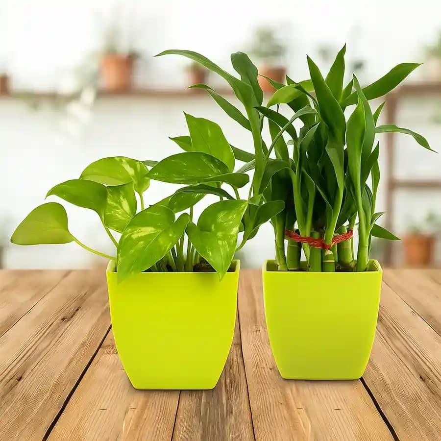 Serene Green Gift Set for Prosperity