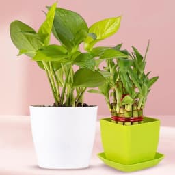 Go Green Combo of Good Luck 1