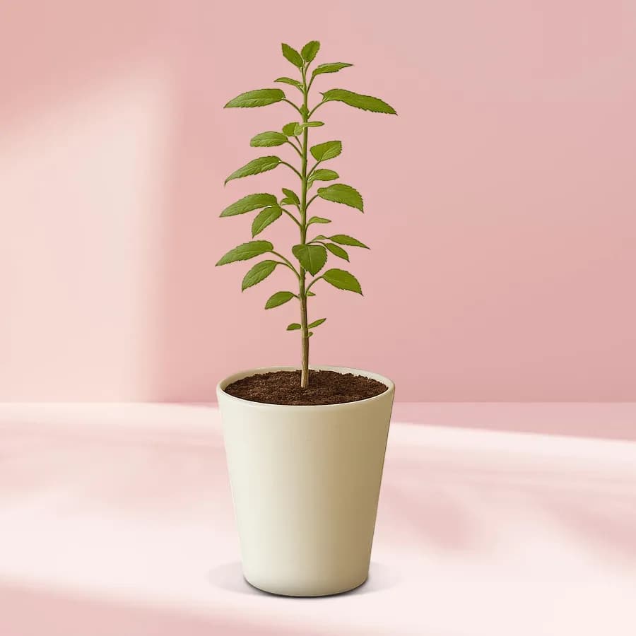 Serene Tulsi in Chic Glass Container