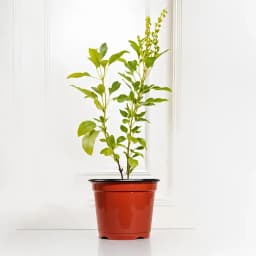 Elegant Tulsi Plant in Colorful Planter 1