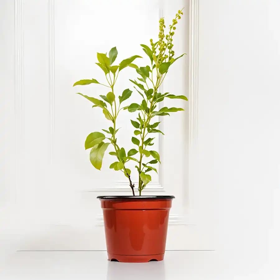 Elegant Tulsi Plant in Colorful Planter