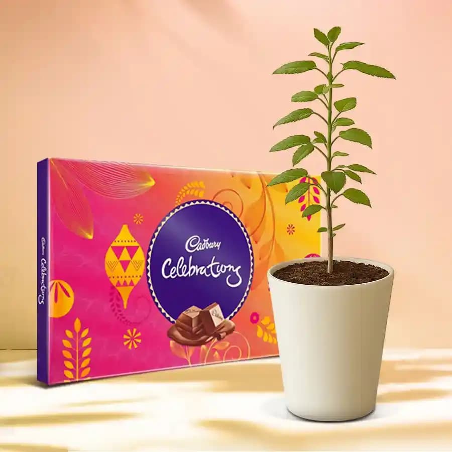 Tulsi Delight with Sweet Treats
