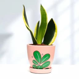 Charming Sansevieria in a Stylish Pot 1