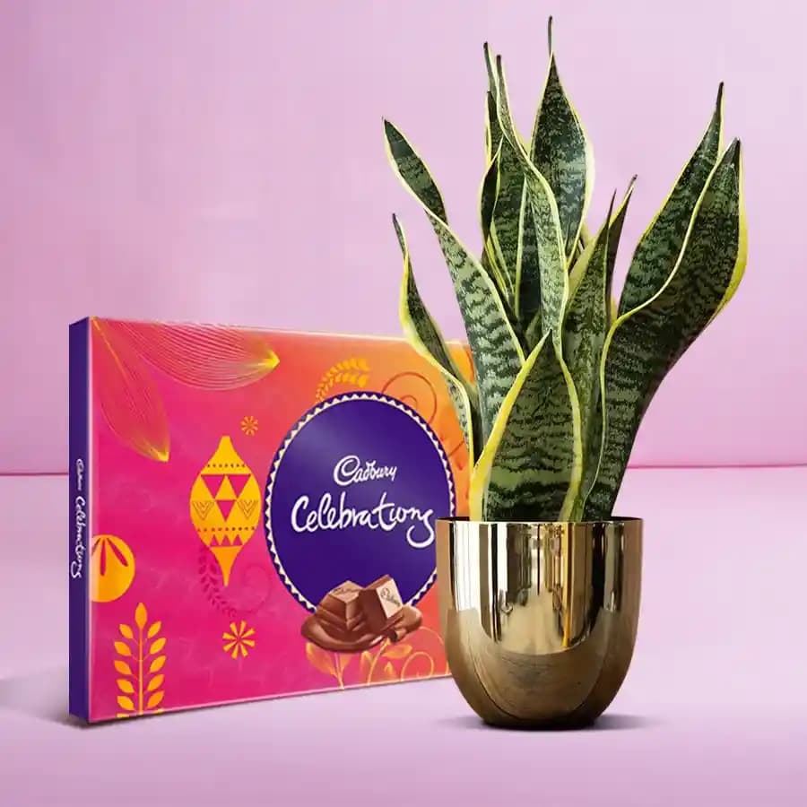 Chocolate Bliss with Nature's Touch