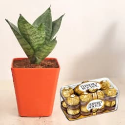 Chic Greenery and Gourmet Chocolate Delight 1