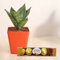 Lush Serenity: Sansevieria & Ferrero Treats 1