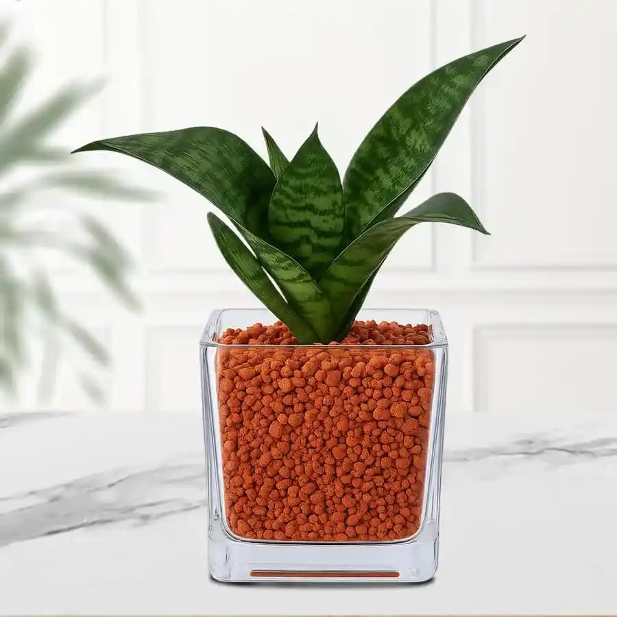 Charming Dracaena Compacta in Elegant Glass