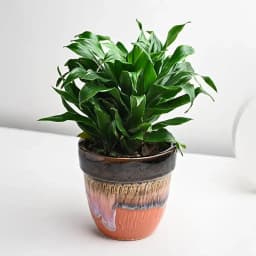Compact Dracaena: The Charming Luck Plant 1