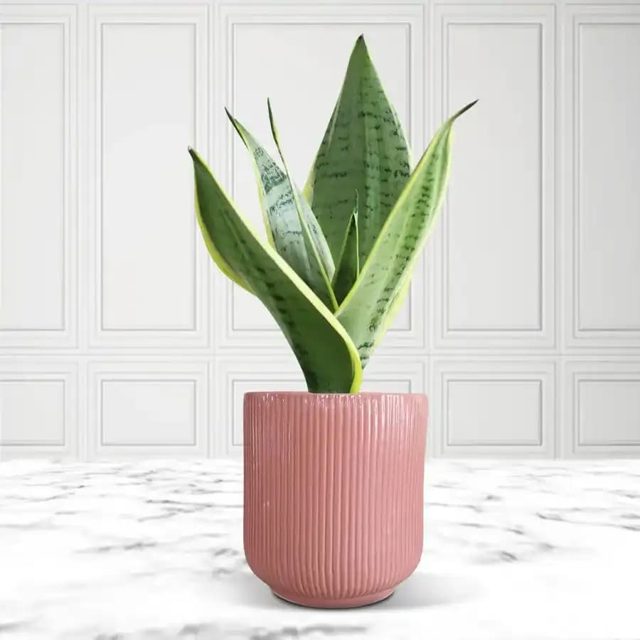 Elegant Ceramic-Potted Snake Plant