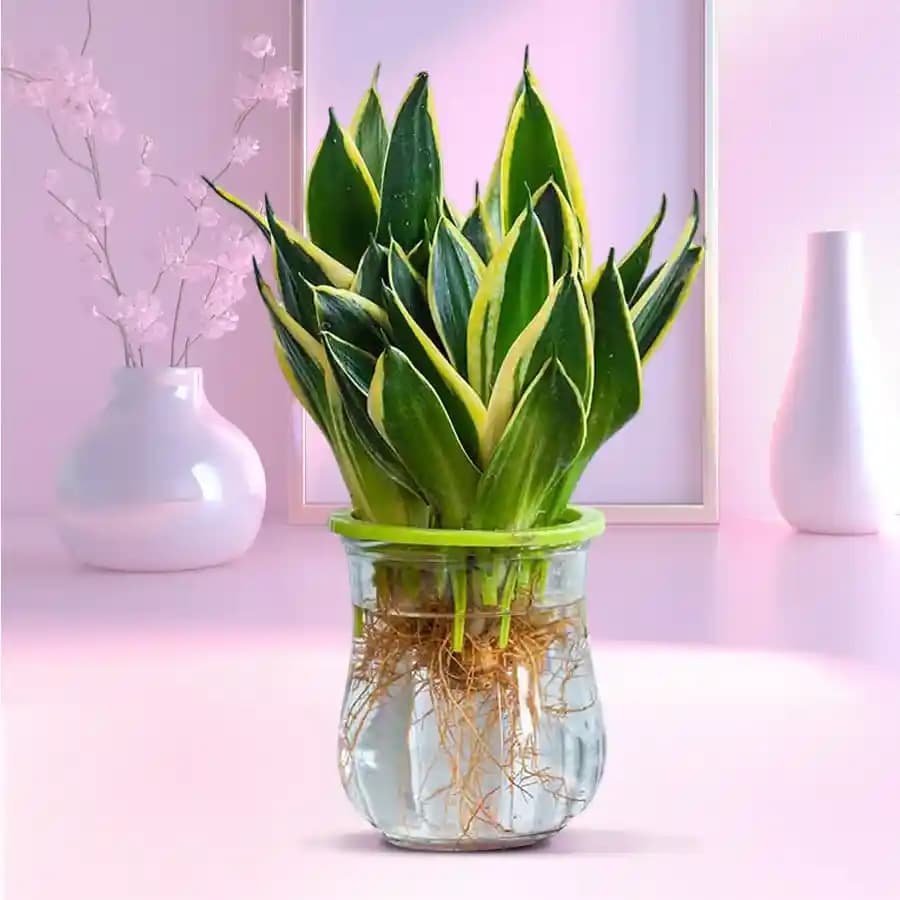 Serene Snake Plant in Crystal Vessel