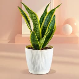Lush Sansevieria in Chic Pot 1