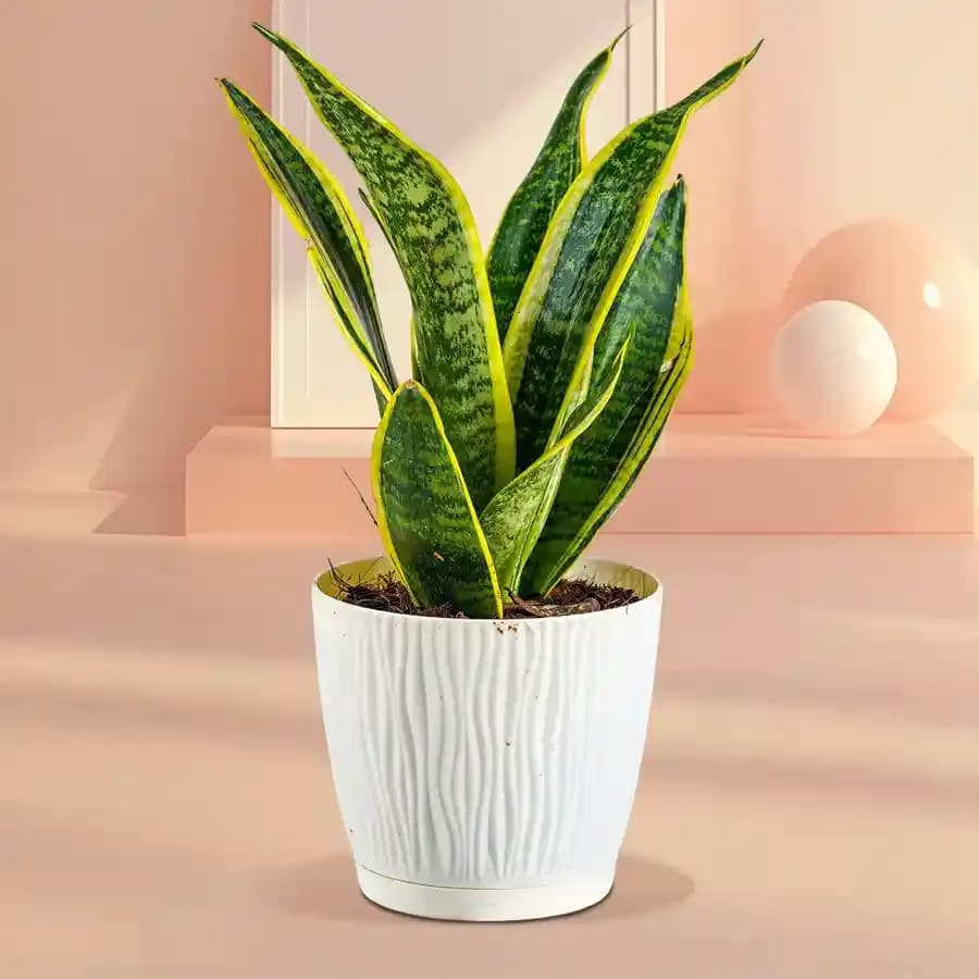 Lush Sansevieria in Chic Pot