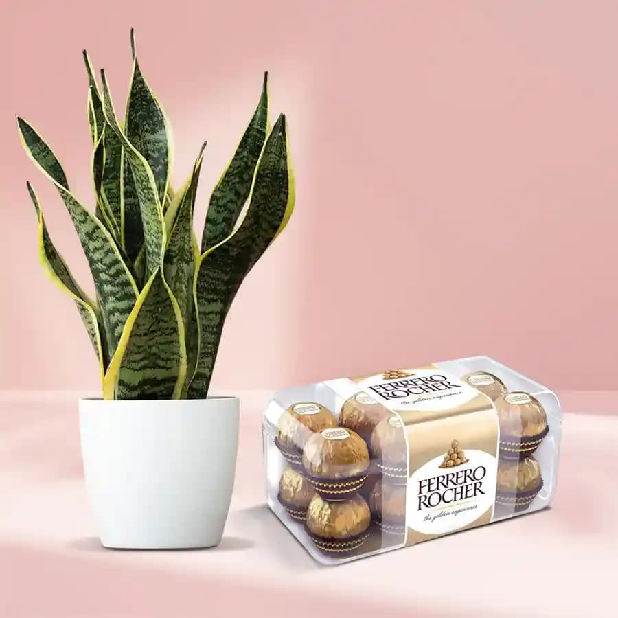 Tranquil Succulent Surprise with Gourmet Delights