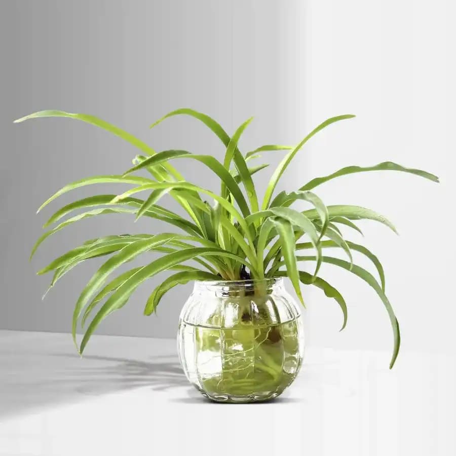 Charming Spider Plant in Transparent Container