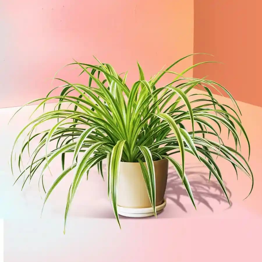 Vibrant Spider Plant in Decorative Planter