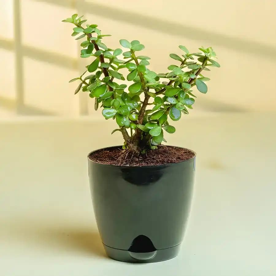 Lucky Jade Plant: A Touch of Green Bliss