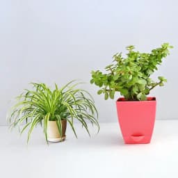 Lovely Green Pair in Chic Pots 1