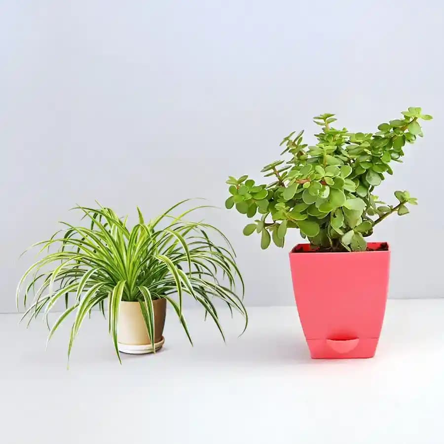 Lovely Green Pair in Chic Pots