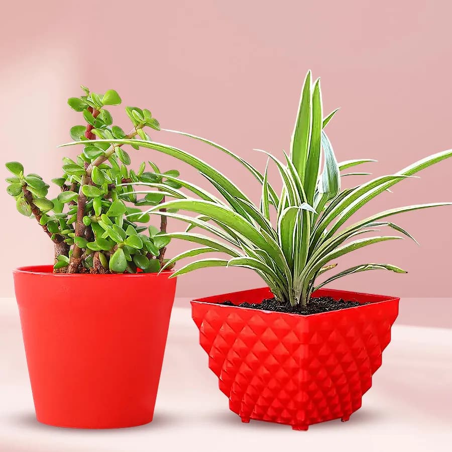 Marvelous Jade Plant N Spider Plant in Plastic Pots