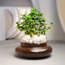 Serene Jade Succulent in Elegant Glass Container 1