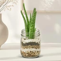 Aloe Vera Bliss in Elegant Glass Planter 1