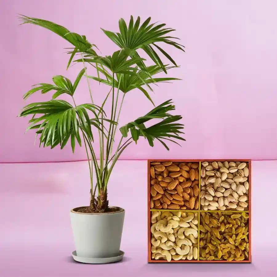 Exquisite China Palm & Gourmet Dried Fruits Set