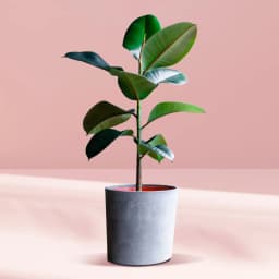 Lively Green Rubber Plant Gift 1