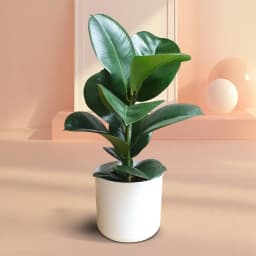 Chic Rubber Plant Home Decor 1