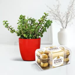 Sweet Serenity: Chocolate Elegance with Jade 1