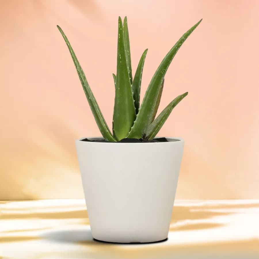 Aloe Vera Delight in Chic Container