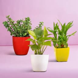 Trio of Prosperity Plants 1