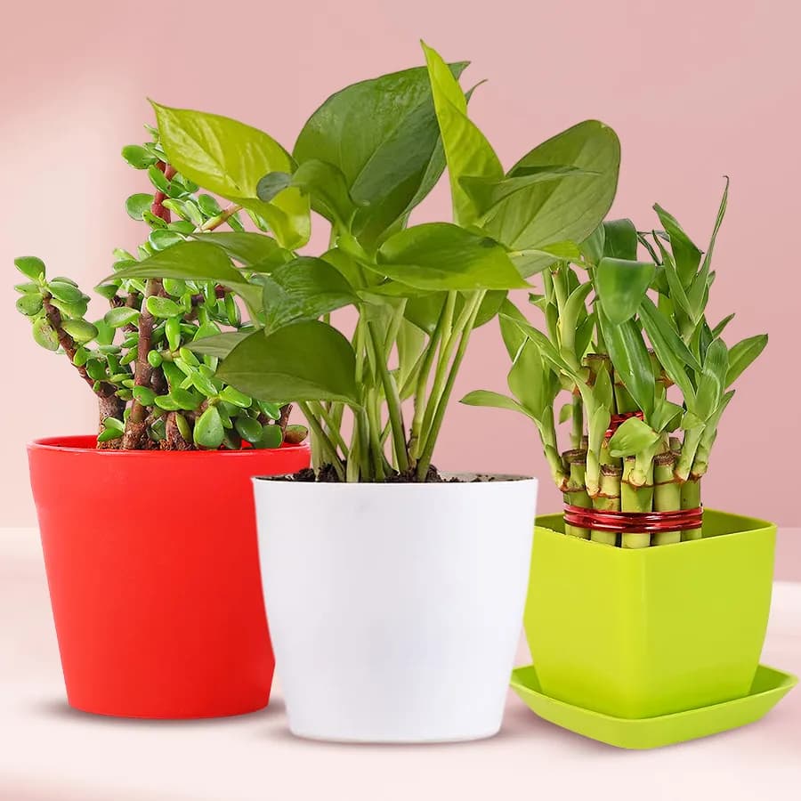 Charming Gift of 3 Indoor Plants for Health Wealth N Luck