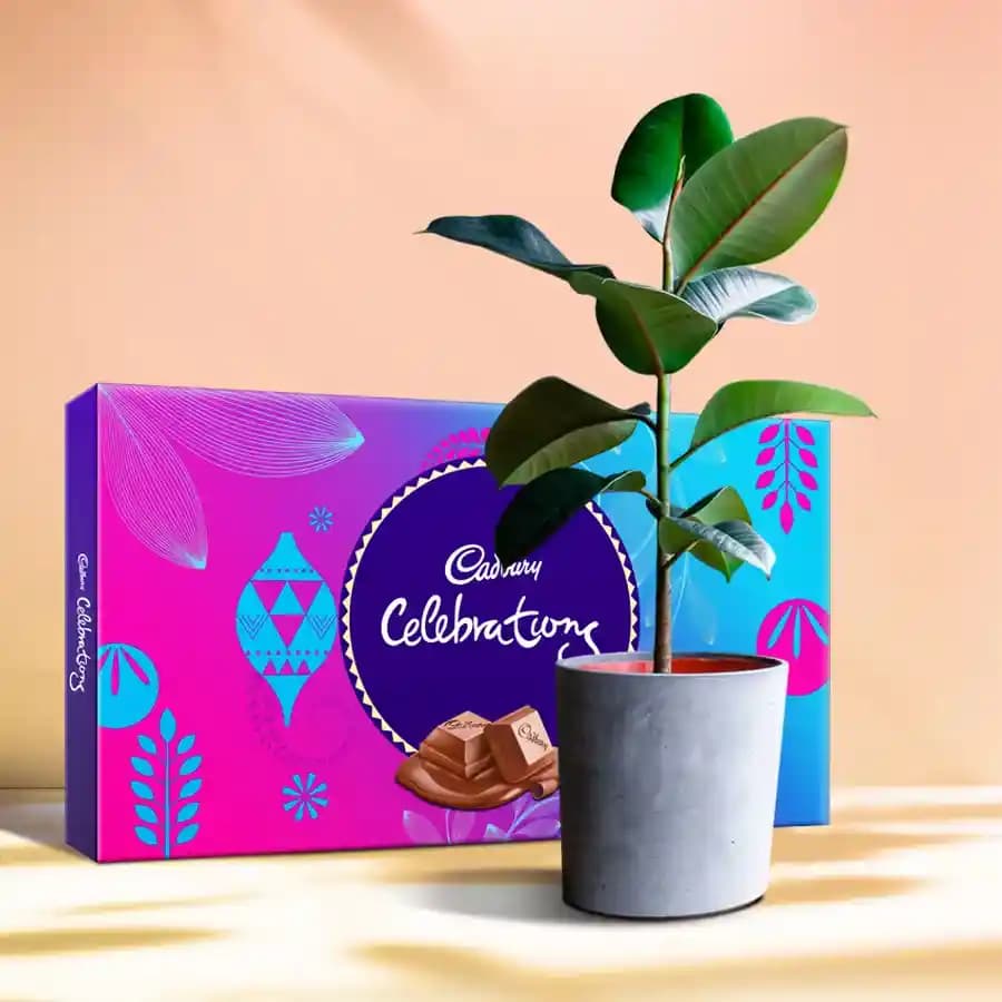 Lush Green Delight with Chocolate Treats