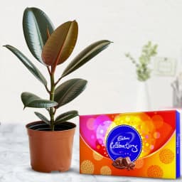 Arresting Rubber Plant N Chocolate Gift Combo 1