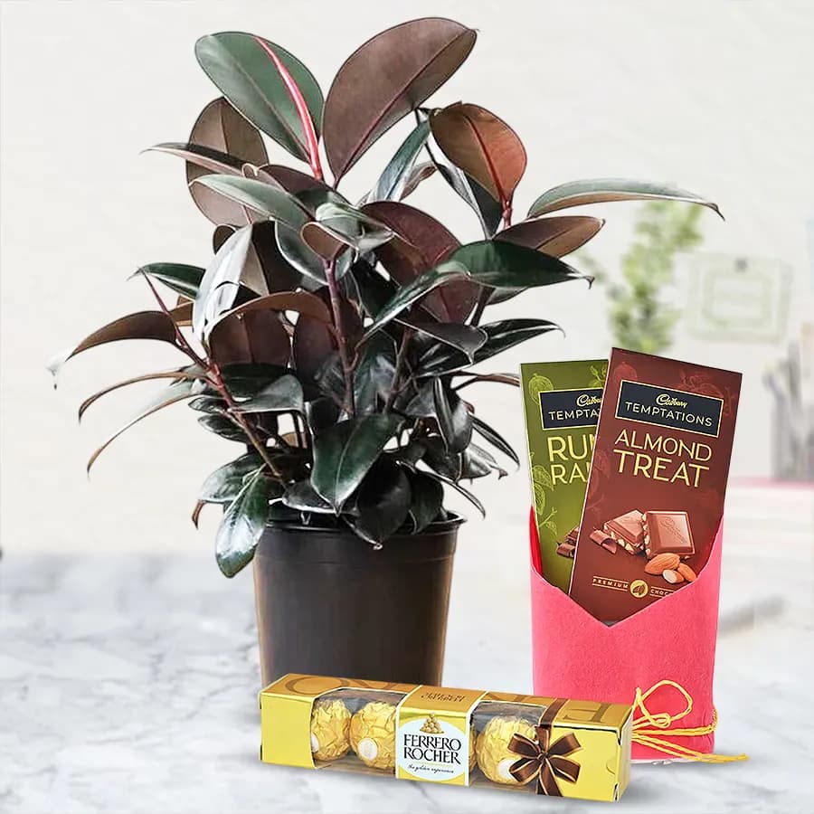 Good Luck Rubber Plant N Chocolate Gift Pack