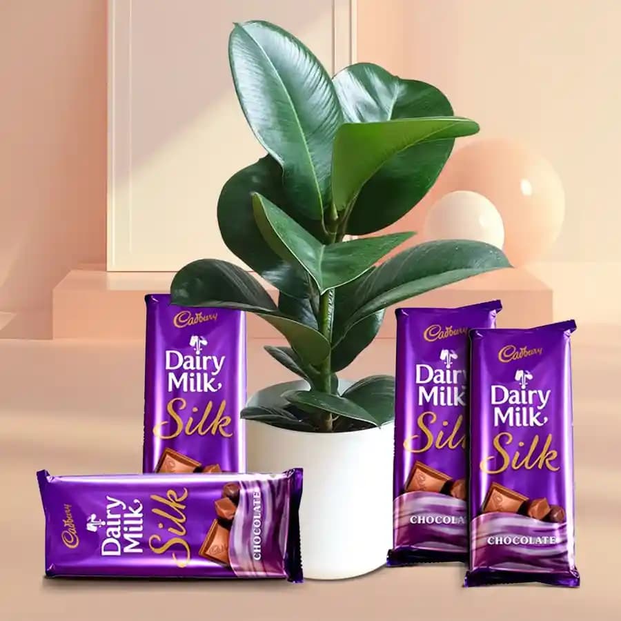 Elegant Indoor Greenery with Chocolate Indulgence