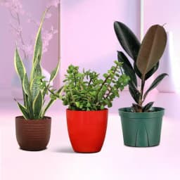 Indoor Oasis Plant Gift Set 1