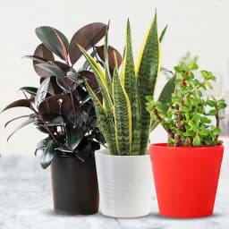 Botanical Gift Set of Three Air Purifying Planter 1